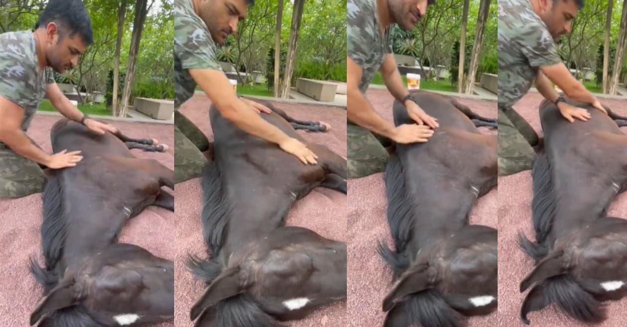 WATCH – CSK skipper MS Dhoni’s act of pampering his horse ‘Chetak’ wins the internet